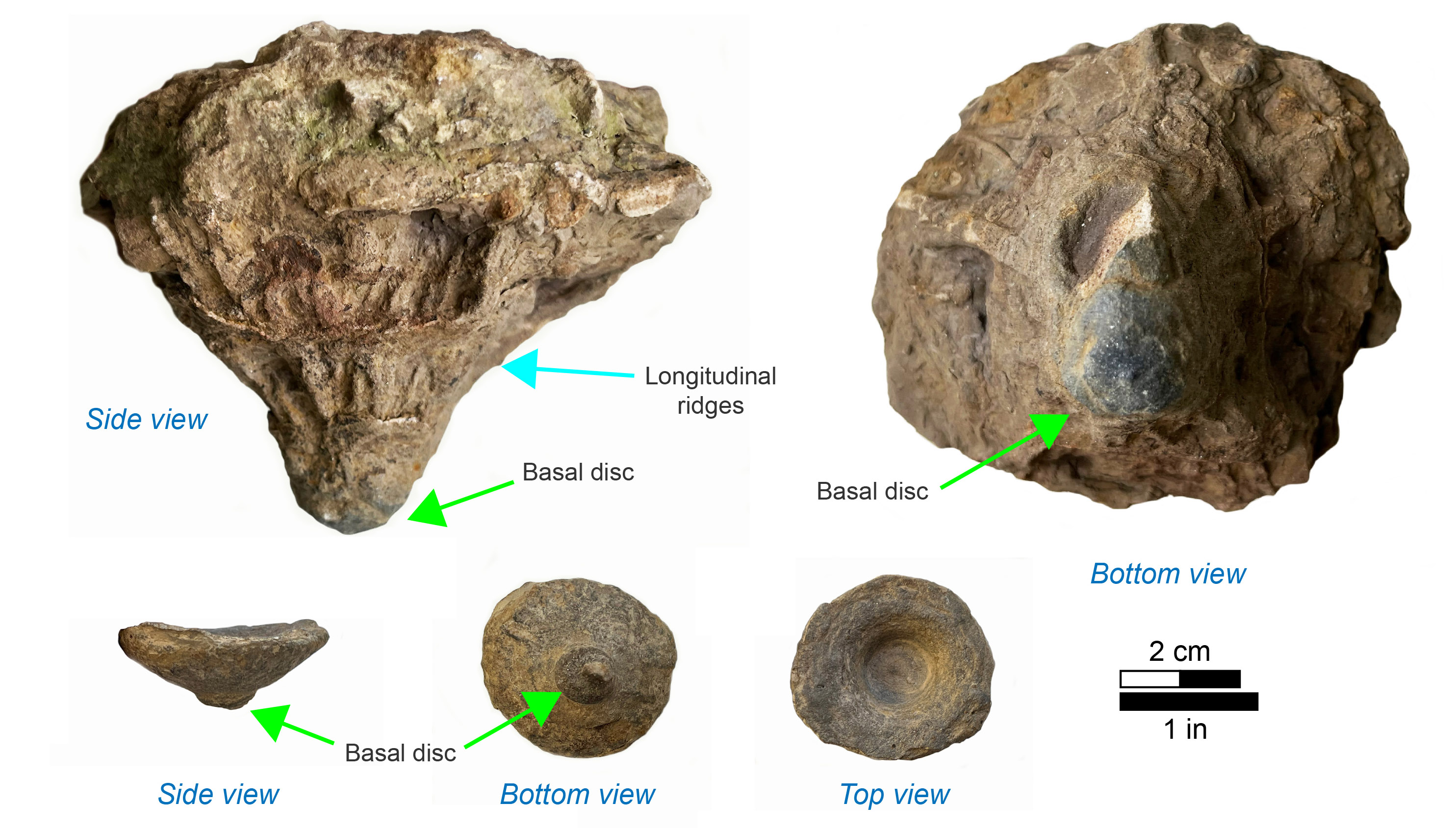 Conostichus come in all different sizes